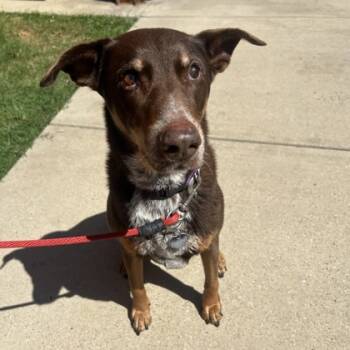 Rescue Mixed Breed Dogs for Adoption in Dallas, Texas - Alexa | PetCurious