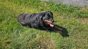 Rottweiler and Mixed Breed Dogs Available for Adoption in Bowling Green, Kentucky - Trooper | PetCurious