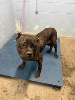 *EMMI -  Cane Corso Dog for Adoption in Woodland, California - *EMMI | PetCurious