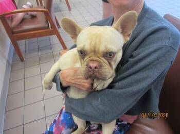 French Bulldog and Mixed Breed Dogs Available for Adoption in Ocala, Florida - A380134 | PetCurious