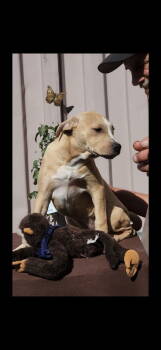 Rescue Pit Bull Terrier and Labrador Retriever Dogs for Adoption in San Diego, California - Dixy | PetCurious