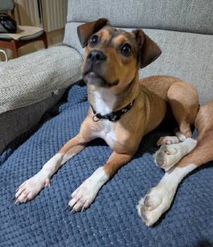 Bambi -  Chihuahua Dog for Adoption in Aurora, Illinois - Bambi | PetCurious