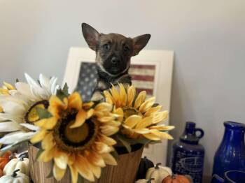 Rescue Chihuahua and Corgi Dogs for Adoption - Mirabella | PetCurious