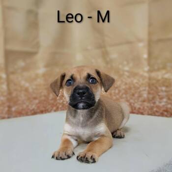 Leo -  Labrador Retriever and Mixed Breed Dog for Adoption in Griswold, Connecticut - Leo | PetCurious
