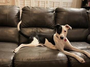 Mixed Breed Dogs Available for Adoption in Gainesville, Florida - Andy | PetCurious