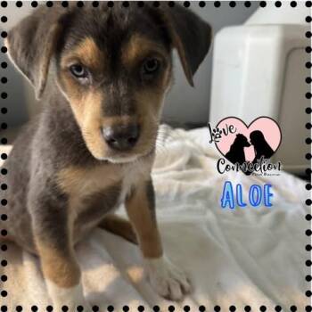 Australian Shepherd Dogs Available for Adoption in Gilbert, Arizona - Aloe | PetCurious