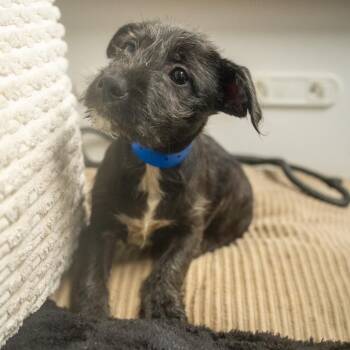 Visk -  Terrier and Mixed Breed Dog for Adoption in Pawling, New York - Visk | PetCurious