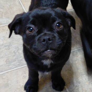 Dolly Parton KS -  Pug and Australian Shepherd Dog for Adoption in Austin, Texas - Dolly Parton KS | PetCurious