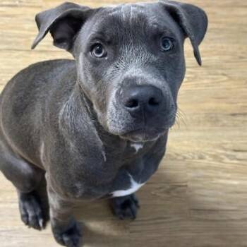 American Staffordshire Terrier and Mixed Breed Dogs Available for Adoption in Houston, Texas - Dobby | PetCurious