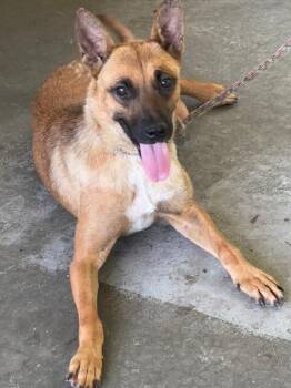 Topsy -  Shepherd and Belgian Shepherd Malinois Dog for Adoption in Swainsboro, Georgia - Topsy | PetCurious