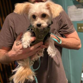 Cavapoo Dogs Available for Adoption - Buddy | PetCurious