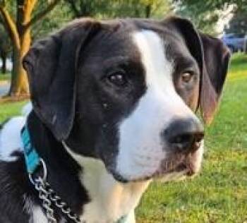 Rescue Labrador Retriever and Pointer Dogs for Adoption in Avon, Indiana - Hamilton | PetCurious