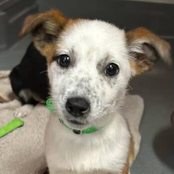 Border Collie and Mixed Breed Dogs Available for Adoption - CORTINA | PetCurious