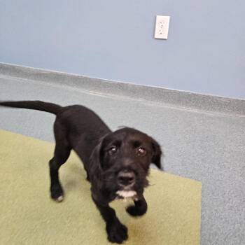 Mixed Breed Dogs Available for Adoption - Ranger | PetCurious