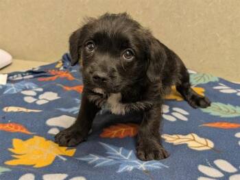 Terrier and Mixed Breed Dogs Available for Adoption in Moreno Valley, California - A550864 | PetCurious