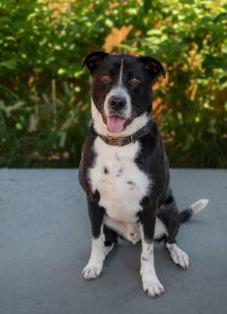 Tuxedo -  Border Collie and Mixed Breed Dog for Adoption in Nashville, Tennessee - Tuxedo | PetCurious