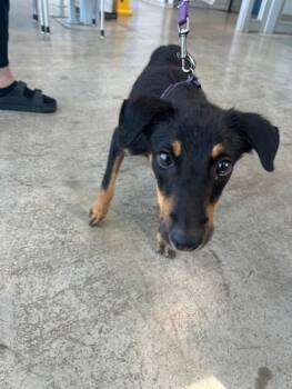 Rescue Manchester Terrier and Mixed Breed Dogs for Adoption in Fort Worth, Texas - Jamie | PetCurious