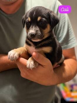 Cali -  Labrador Retriever Dog for Adoption in Clarksburg, Ontario - Cali | PetCurious