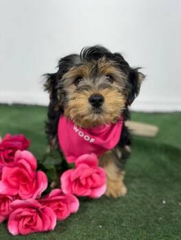 Poodle and Maltese Dogs Available for Adoption in Carlsbad, California - Nemo-One Of Our Amazing Rescue Dogs | PetCurious