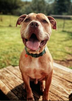 Pit Bull Terrier Dogs Available for Adoption in Vancouver, Washington - Jax | PetCurious