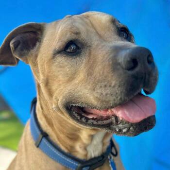 American Staffordshire Terrier and Pit Bull Terrier Dogs Available for Adoption - Baxter | PetCurious