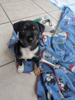 Terrier and Mixed Breed Dogs Available for Adoption in Orlando, Florida - James | PetCurious