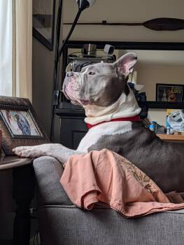 Edward -  American Staffordshire Terrier Dog for Adoption - Edward | PetCurious