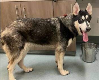 MIGAS -  Husky and Mixed Breed Dog for Adoption in Baytown, Texas - MIGAS | PetCurious