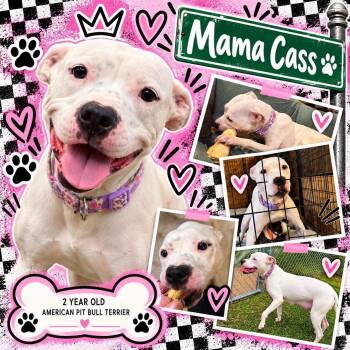 Cass -  Mixed Breed Dog for Adoption in Pleasant Ridge, Michigan - Cass | PetCurious
