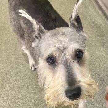 Lukas -  Miniature Schnauzer Dog for Adoption in Chicago, Illinois - Lukas | PetCurious