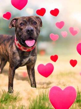 Rescue Bull Terrier Dogs for Adoption in Casselberry, Florida - Valor | PetCurious