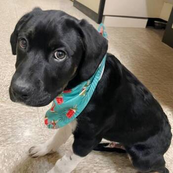 Rescue Retriever Dogs for Adoption in Oklahoma City, Oklahoma - Owen | PetCurious