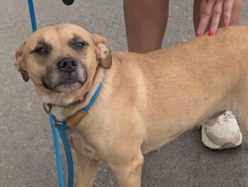 Rescue Terrier Dogs for Adoption in Waverly, Tennessee - TOSH | PetCurious