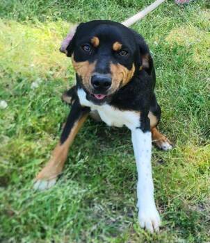 Terrier Dogs Available for Adoption in Wetumpka, Alabama - 260431  Bolger | PetCurious