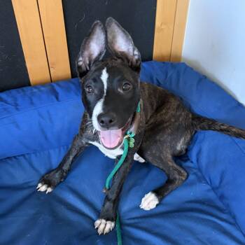 KIA (puppy) -  Bull Terrier and Pit Bull Terrier Dog for Adoption in Pasadena, California - KIA (puppy) | PetCurious