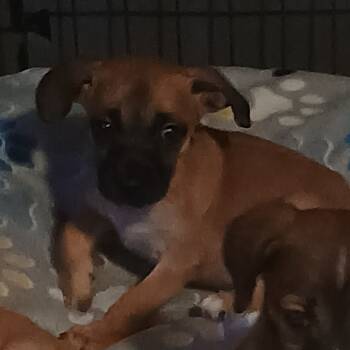 Rescue Chihuahua and Terrier Dogs for Adoption in Summerfield, North Carolina - Pugsley | PetCurious