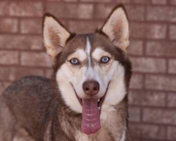 Siberian Husky Dogs Available for Adoption in Southaven, Mississippi - ANNA | PetCurious