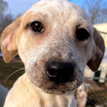 Rhubarb -  Hound and Cattle Dog Dog for Adoption in Waggaman, Louisiana - Rhubarb | PetCurious