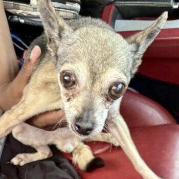 Timberwolf -  Mixed Breed Dog for Adoption in Austell, Georgia - Timberwolf | PetCurious