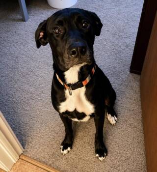 Blue -  Black Labrador Retriever and Great Dane Dog for Adoption in Inez, Texas - Blue | PetCurious