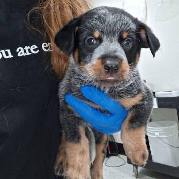 Earp -  Australian Cattle Dog Blue Heeler and Mixed Breed Dog for Adoption in Lake Havasu City, Arizona - Earp | PetCurious