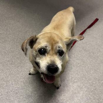 Jasper 54656 -  Terrier Dog for Adoption in Las Vegas, Nevada - Jasper 54656 | PetCurious