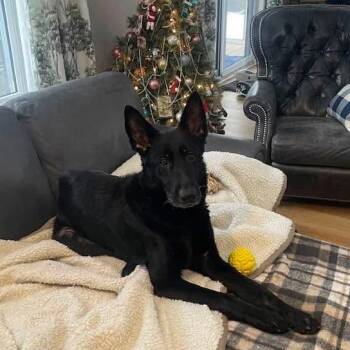 Mixed Breed and Shepherd Dogs Available for Adoption - Willo-Wisp | PetCurious