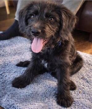 Mixed Breed Dogs Available for Adoption in Maineville, Ohio - Rex | PetCurious