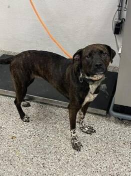 Cookie -  Terrier and Mixed Breed Dog for Adoption in Gastonia, North Carolina - Cookie | PetCurious