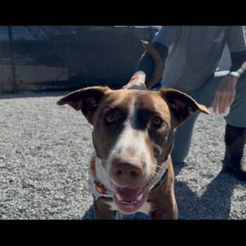 Rescue Labrador Retriever Dogs for Adoption in Marion, North Carolina - Fergie | PetCurious