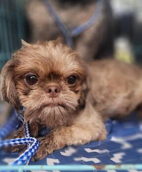KYLIE in RHODE ISLAND -  Shih Tzu Dog for Adoption in West Warwick, Rhode Island - KYLIE In RHODE ISLAND | PetCurious