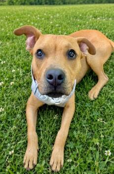 Sebastian -  Mixed Breed Dog for Adoption in St. Augustine, Florida - Sebastian | PetCurious