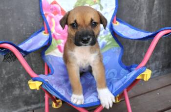 Jesse (TOY Story) -  Boxer and American Staffordshire Terrier Dog for Adoption in Rollingwood, Texas - Jesse (TOY Story) | PetCurious