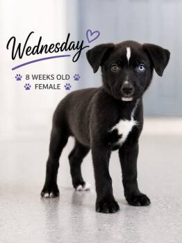 Wednesday -  Mixed Breed Dog for Adoption in Kingsland, Georgia - Wednesday | PetCurious